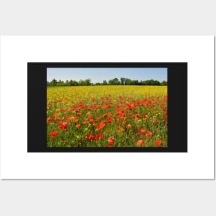 Poppies Posters and Art